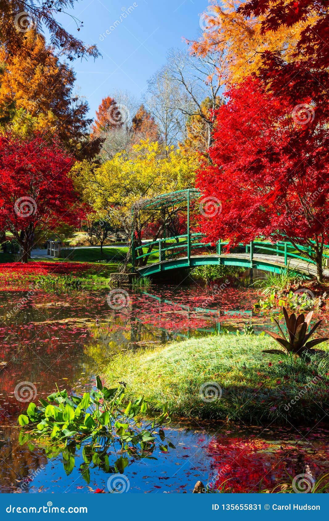 Vibrant Red, Yellow and Orange Foliage at Gibbs Gardens in Georgia in ...