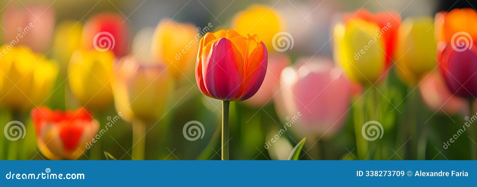 vibrant field of blooming tulips