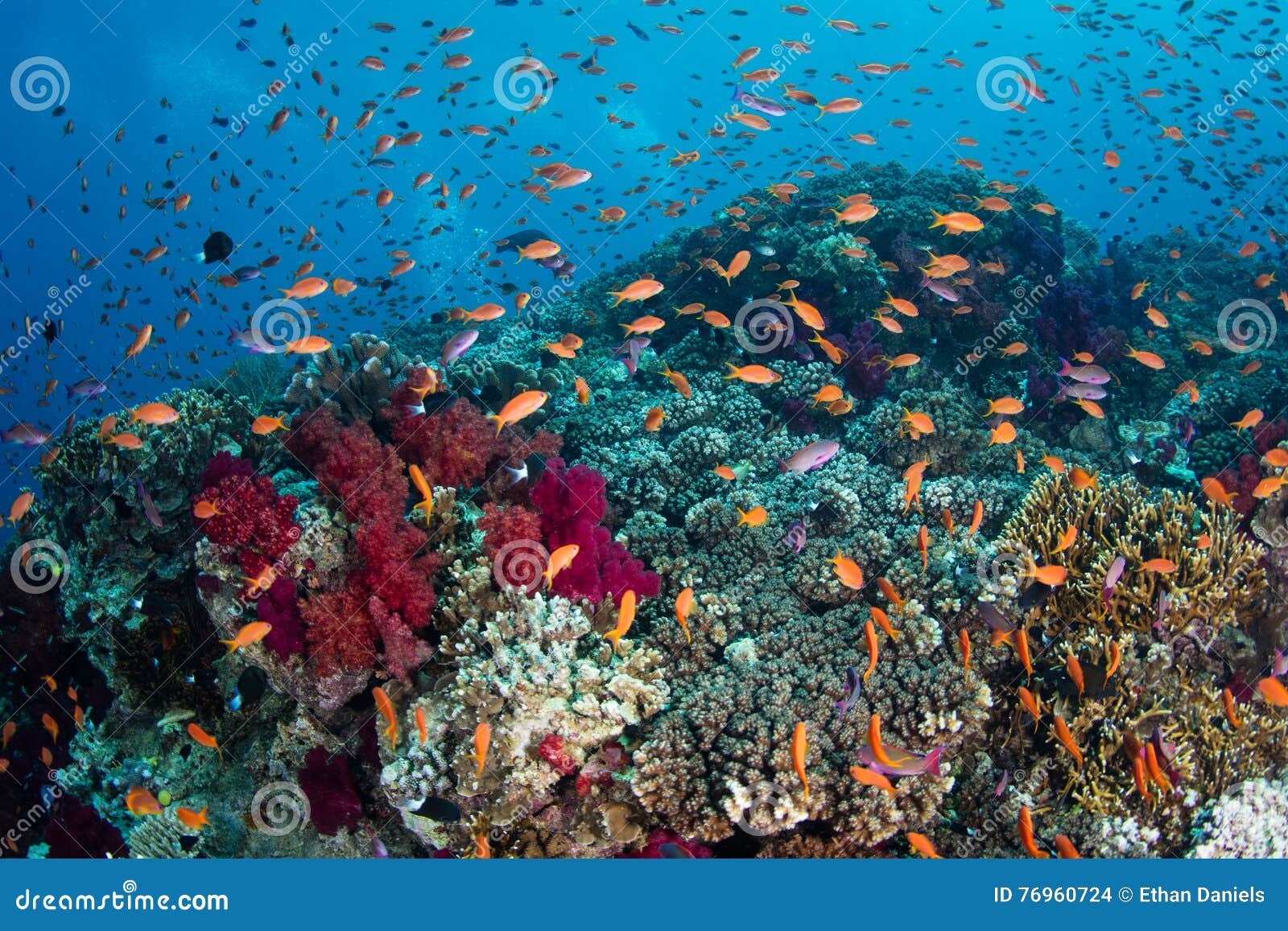 Vibrant Fish and Coral Reef Stock Photo - Image of habitat, corals ...