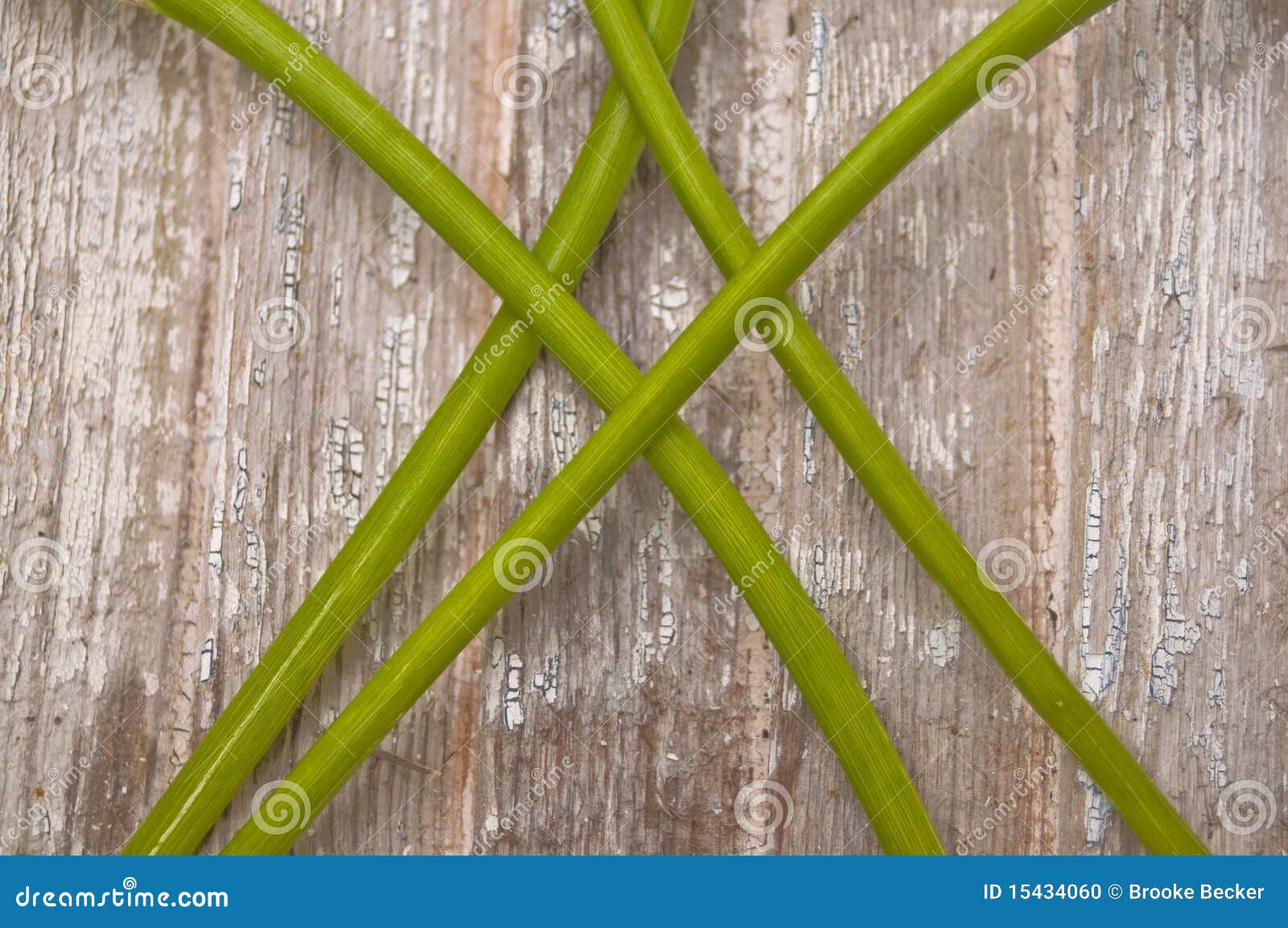 Vibrant Flower Stems on Rustic Wood Stock Photo Image of concept