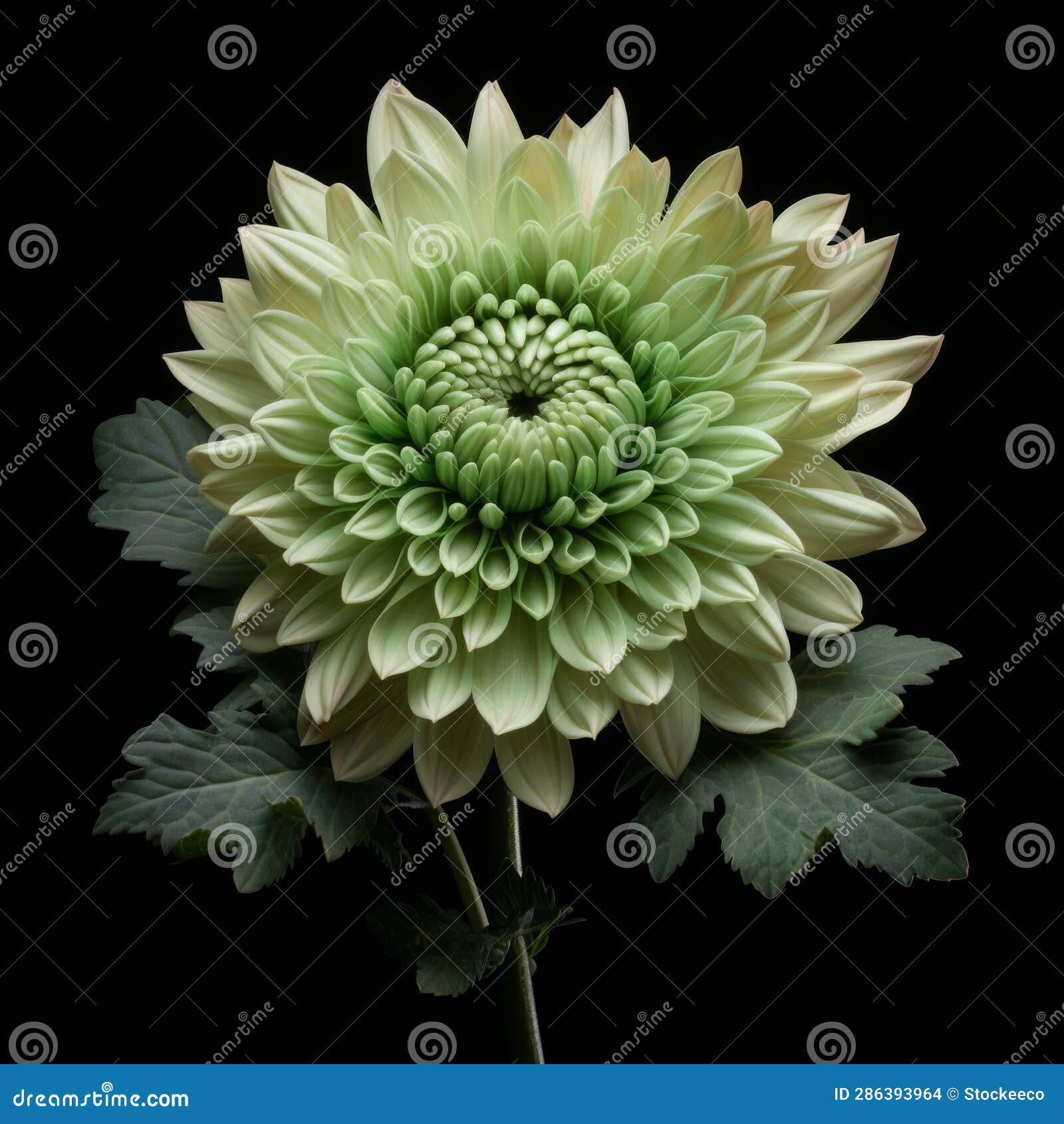 vibrant green dahlia: a playful composition inspired by dan witz