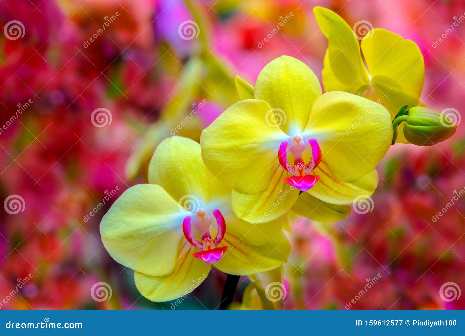 Vibrant gul falaenopsis blume rosa orkidéer med abstrakt bakgrund. Vackra och vibrerande gula falaenopsis blume orchid-blommor i full blomma mot ytlig bakgrund