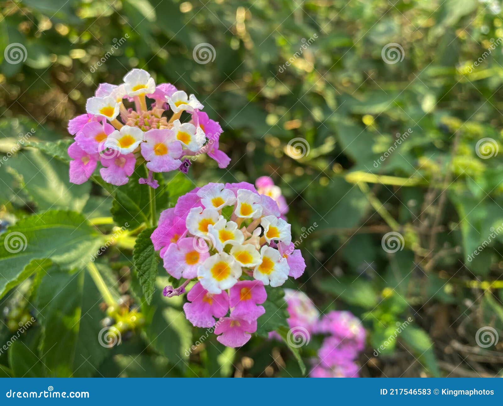 Vibrant Lantana Camara Flower. Tropical White and Yellow Flower in the  Sunshine for Spring or Summer Plant Concepts Stock Image - Image of plant,  tropical: 217546583