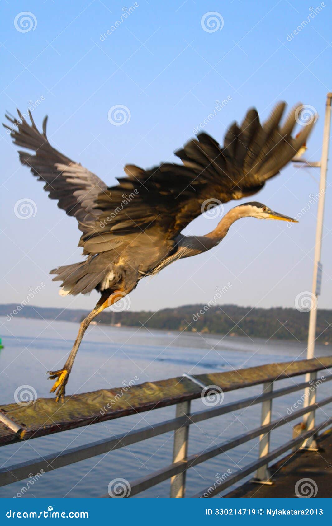 great blue heron at the des moines washington marina