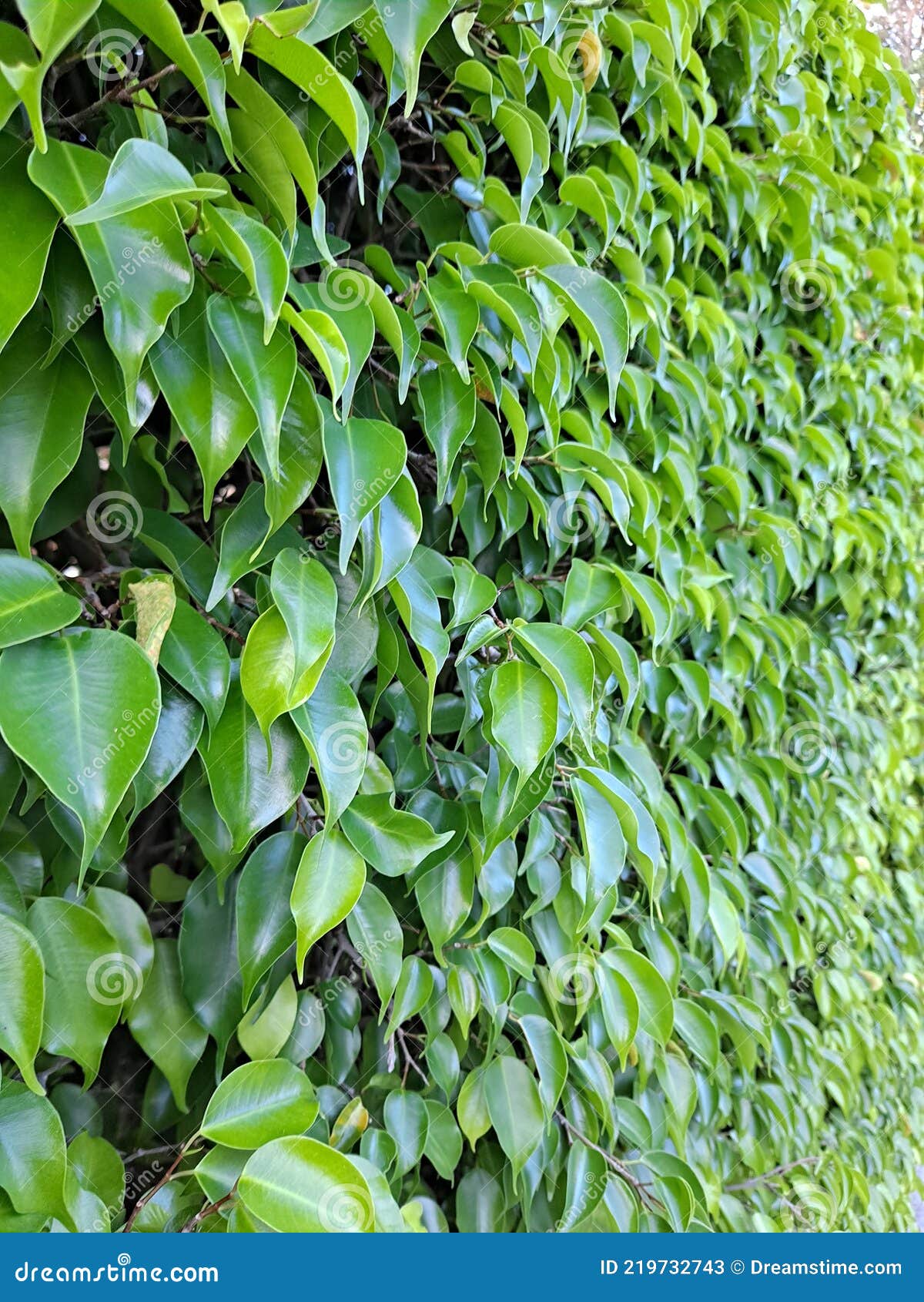 Vibrant Lush Foliage Privacy Screen Stock Image Image of plants