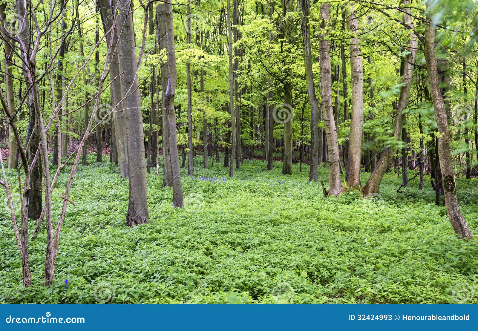 Vibrant Lush Green Spring Forest Landscape Stock Image - Image of vivid ...