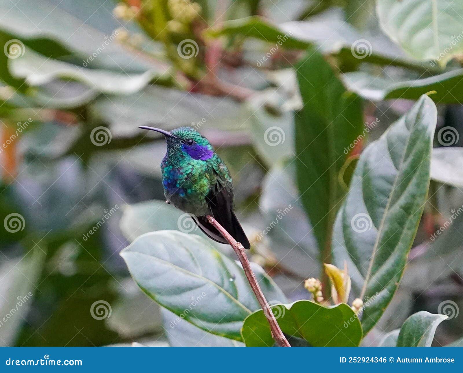 vibrant metalica green lesser violetear hummingbird