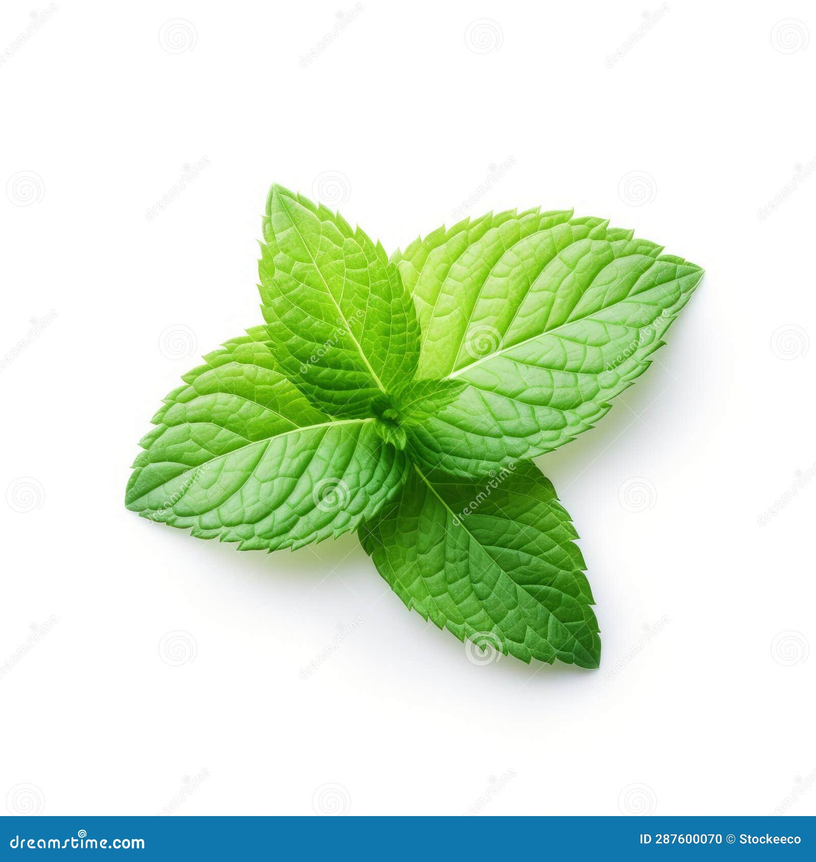 vibrant mint leaf on white background