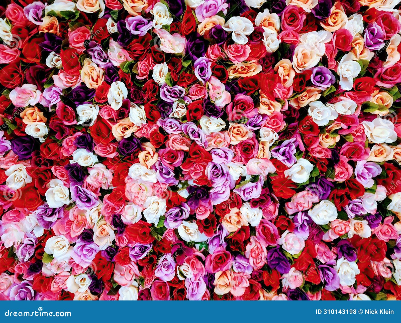vibrant multi-colored rose array - bird's-eye view pattern