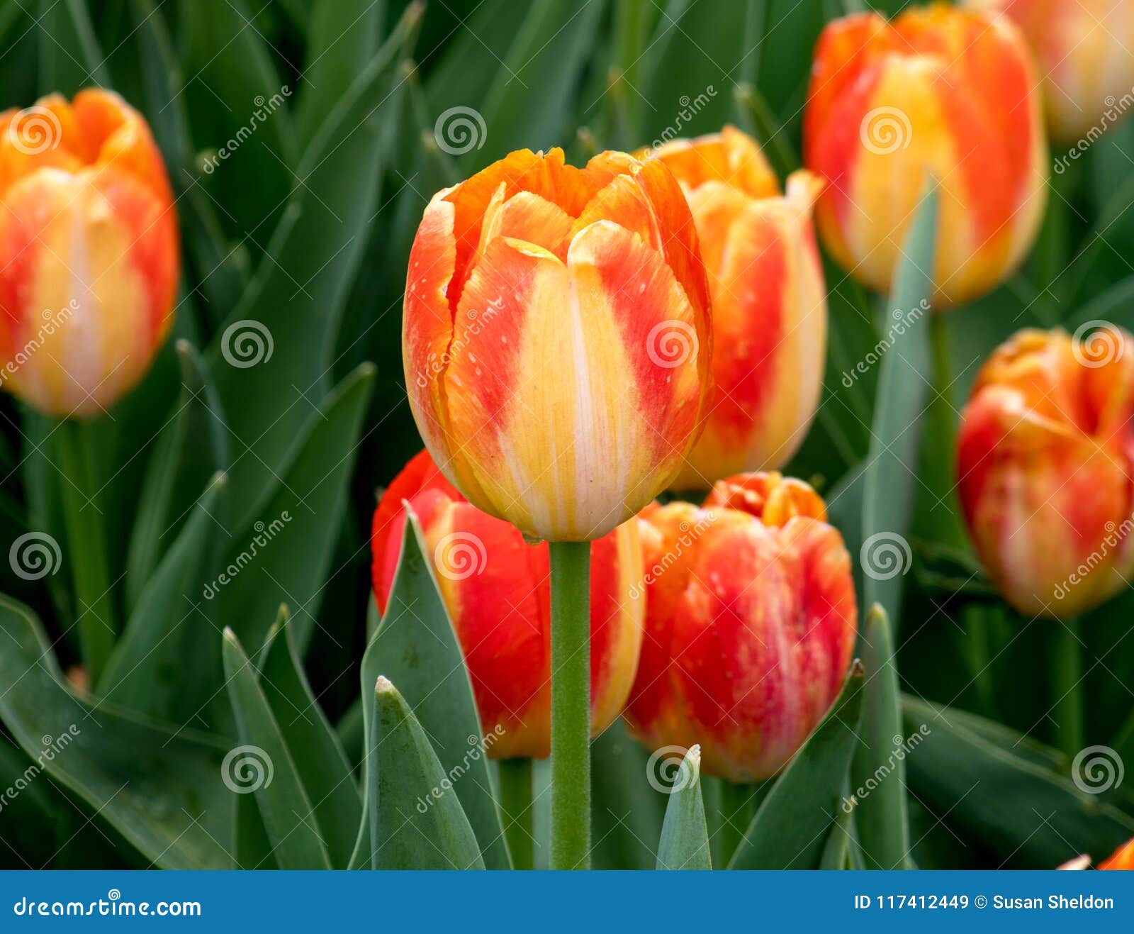 Vibrant Orange Yellow And Peach Tulips Are A Welcome Sight In