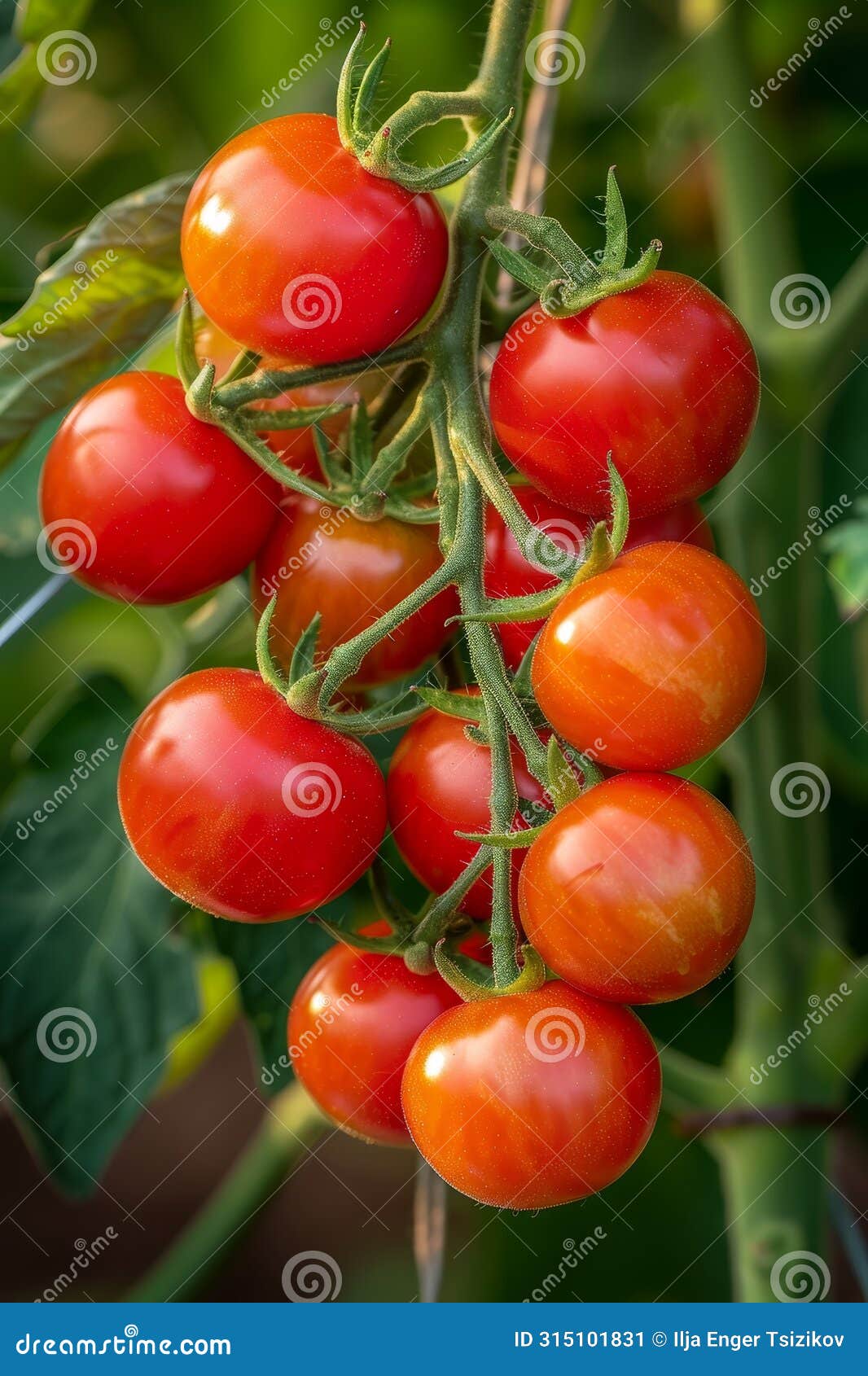 vibrant organic tomato plant thriving in carefully controlled greenhouse setting