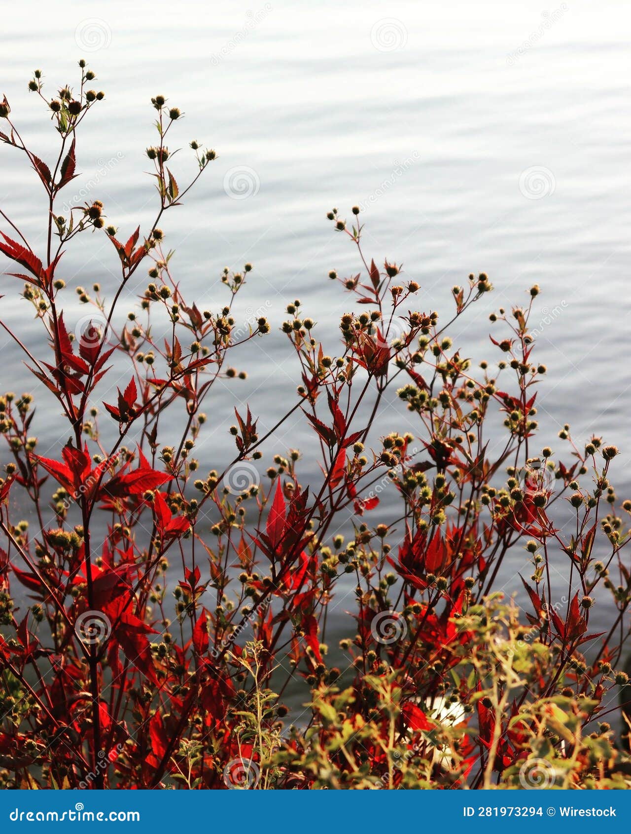 vibrant picture of a physocarpus perspectiva
shrub near a body of water