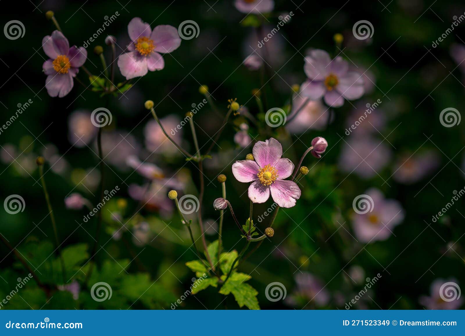 Vibrant Pink Flowers Growing in a Lush Green Planter, Planted Outdoors ...