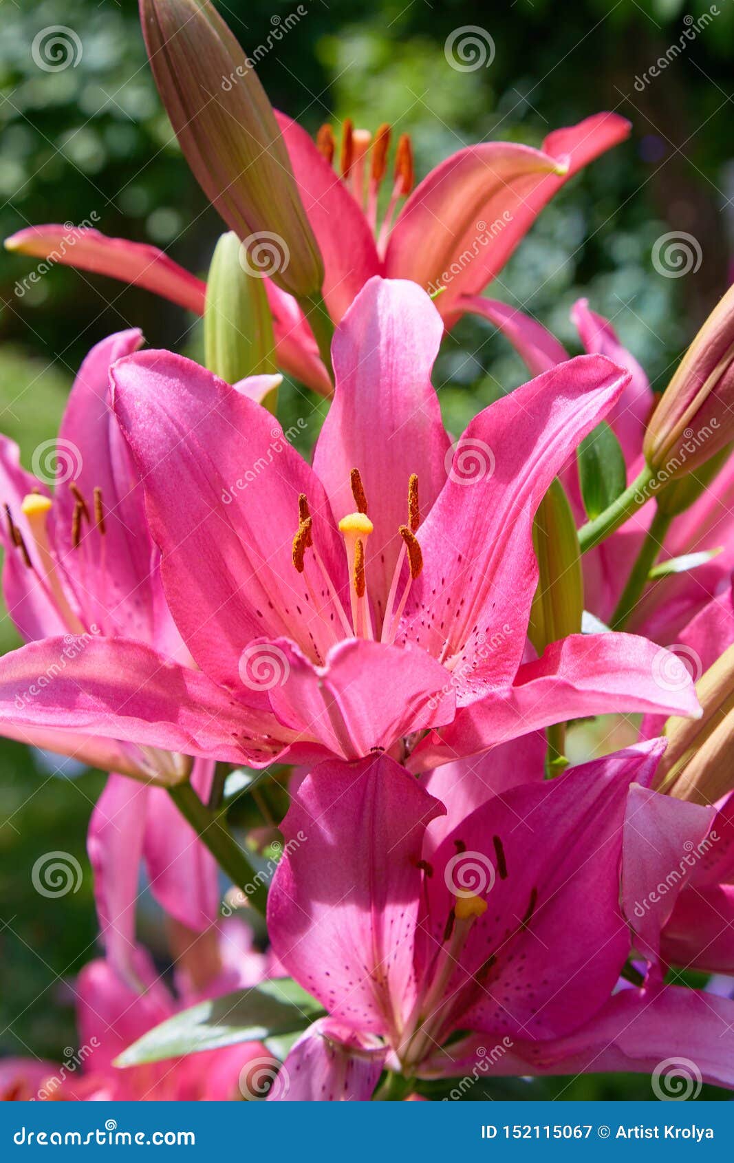 Vibrant Pink or Magenta Lily Flower on Natural Background. Stock Image ...