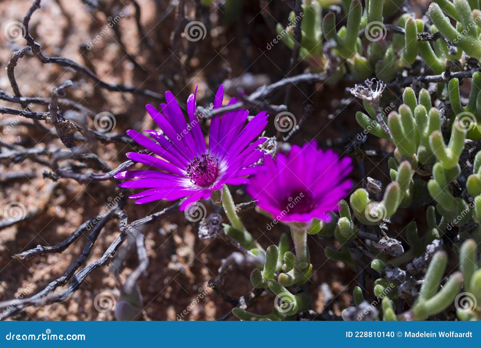 vibrant purple colored flower of the succulent plant family