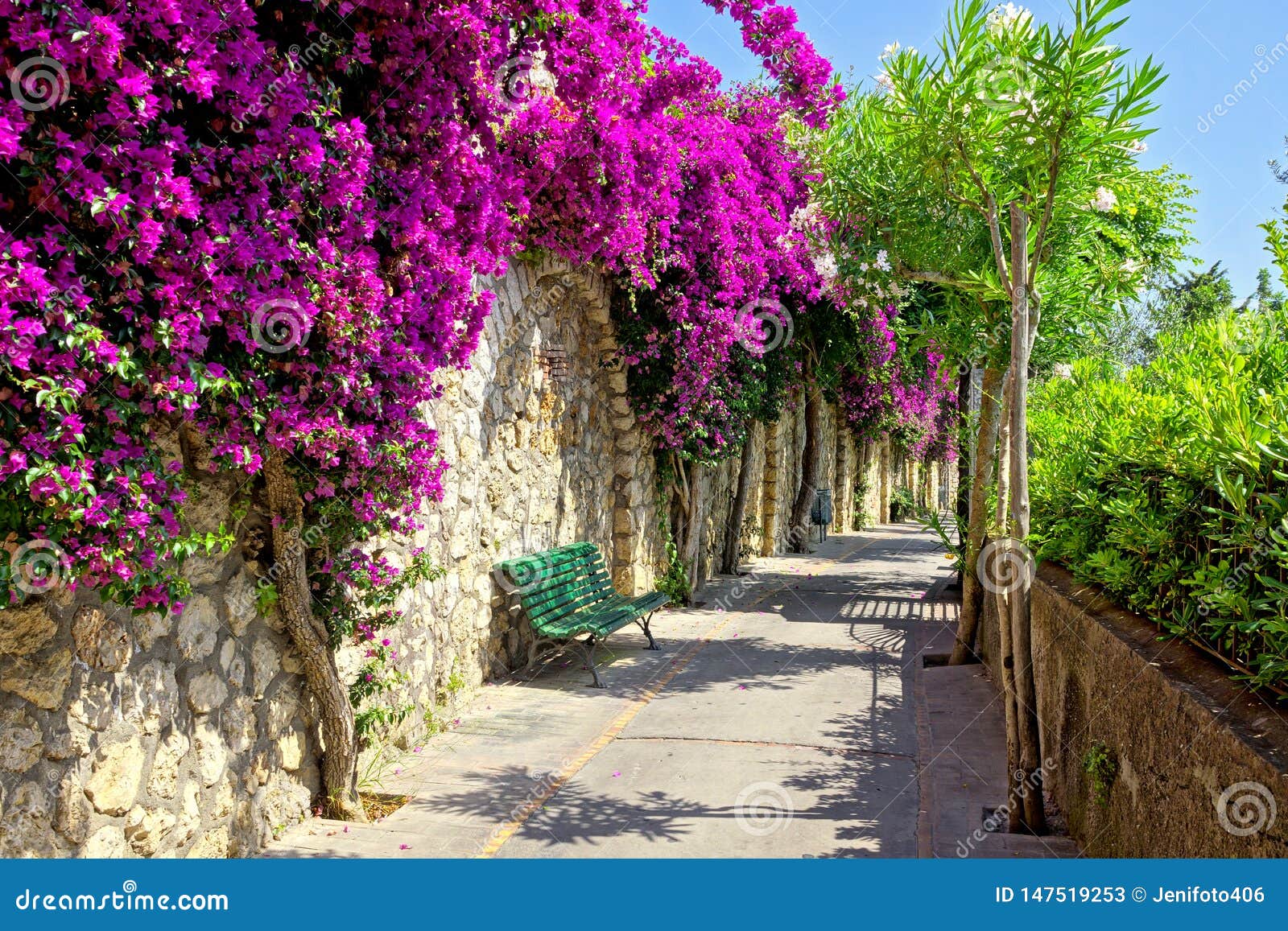 walkway of vibrant purple flowers in capri, italy