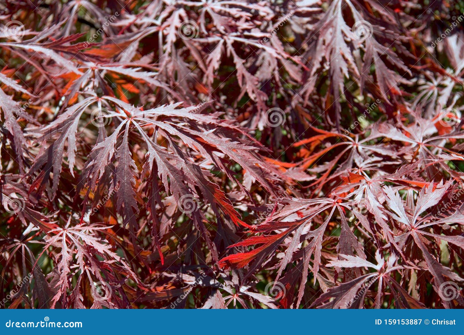 Acer leaves stock image. Image of colorful, english - 159153887