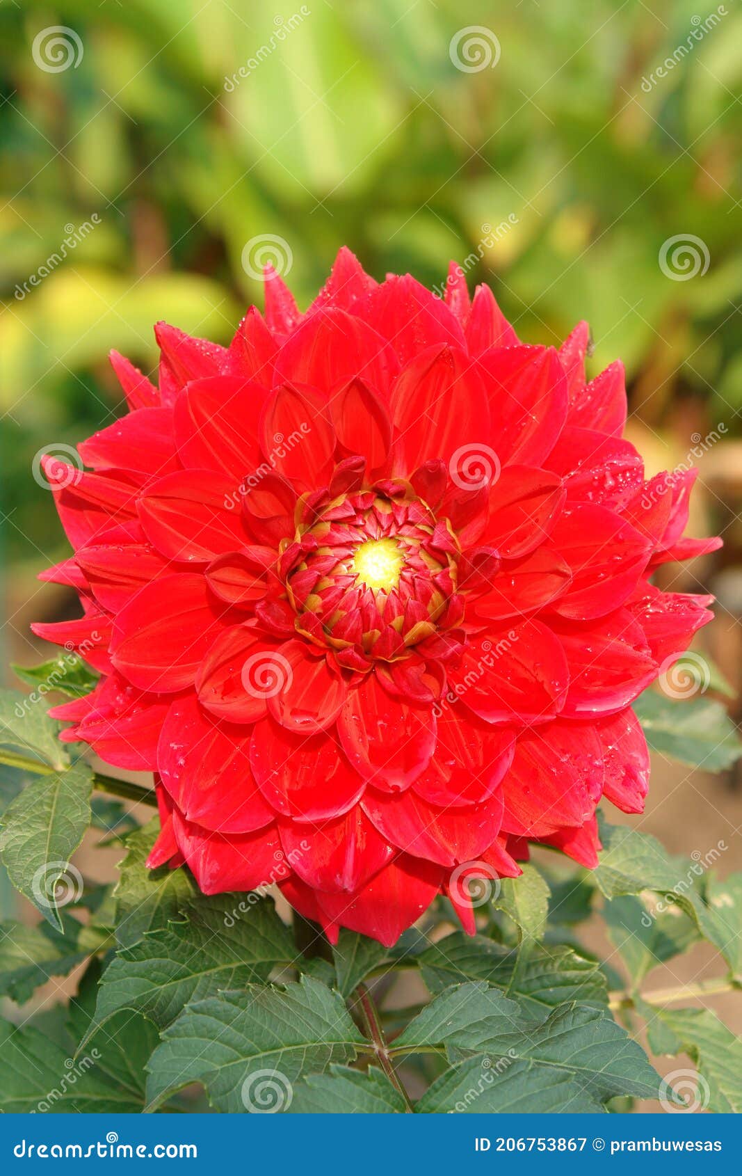 the vibrant red dahlia flower of the `barbarossa` variety in the garden