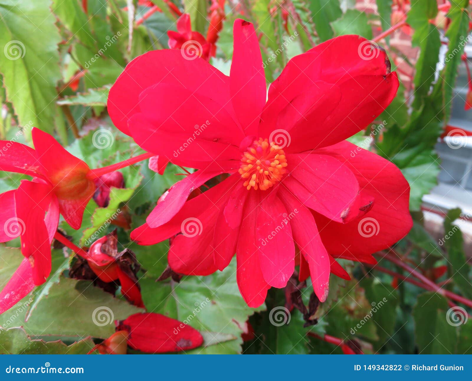 Vibrant Red Flower in the Garden Stock Photo Image of vibrant, green 149342822