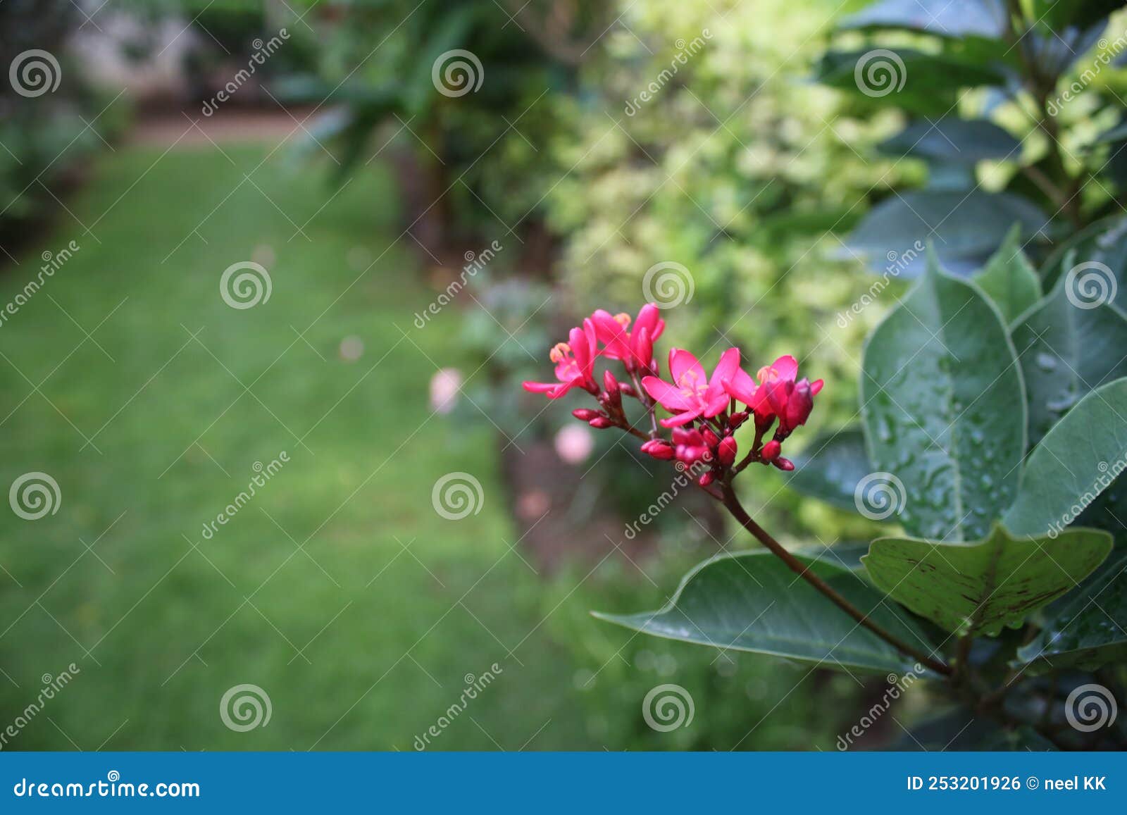 Vibrant red flowers stock photo. Image of garden, bright 253201926