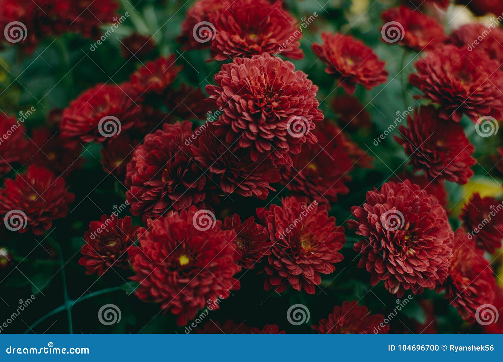 Vibrant red flowers stock photo. Image of flowers, vibrant 104696700