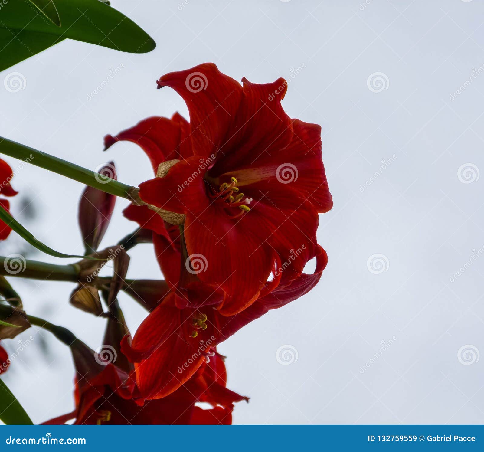 Vibrant red flowers stock image. Image of outdoors, flowers 132759559
