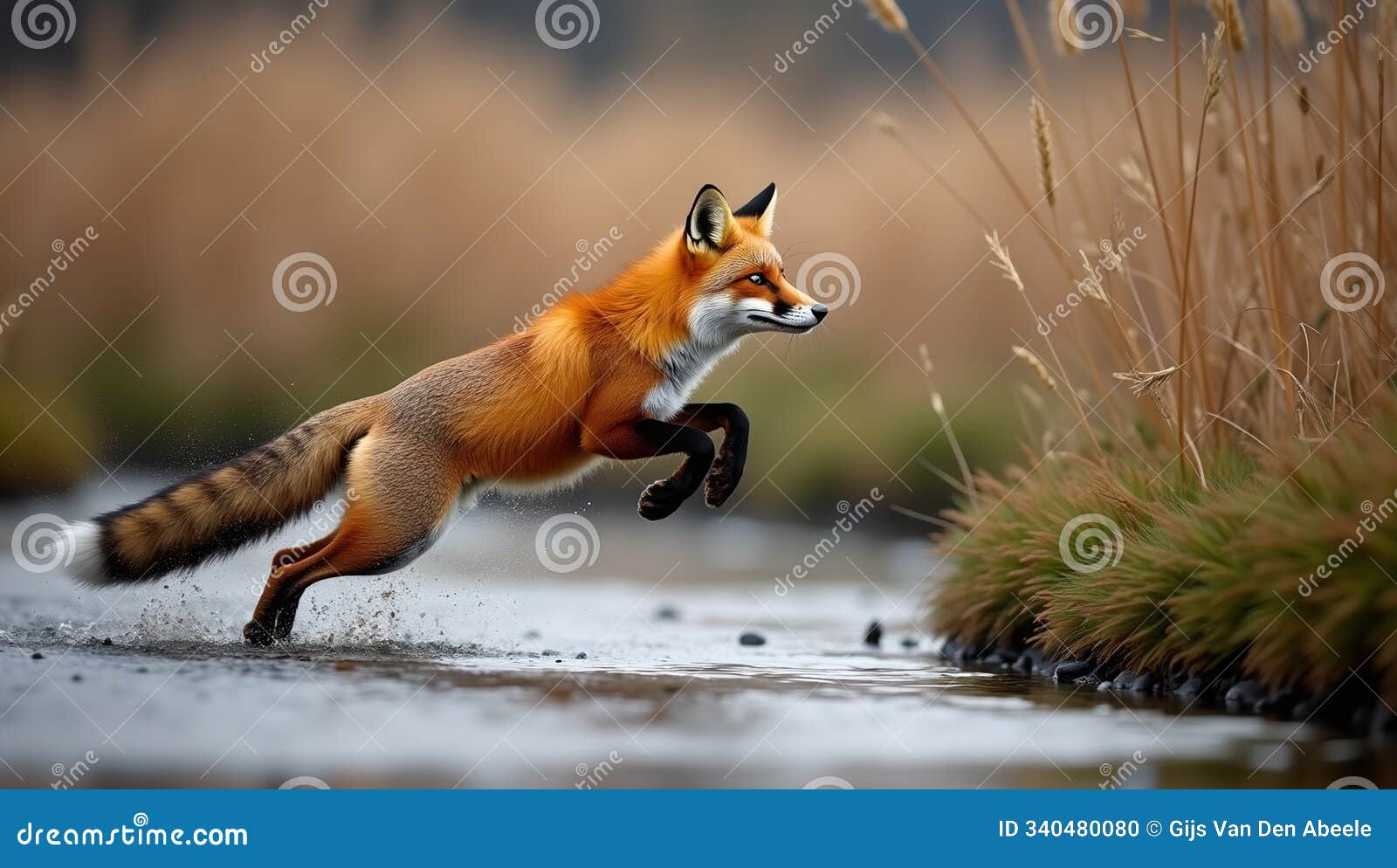 vibrant red fox midleap over stream with detailed fur grassy bokeh background