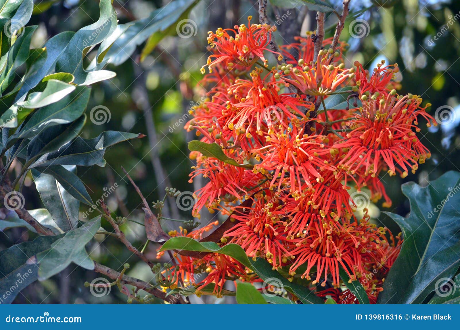  Orange  Flowers  Of The Australian  Native Firewheel Tree  