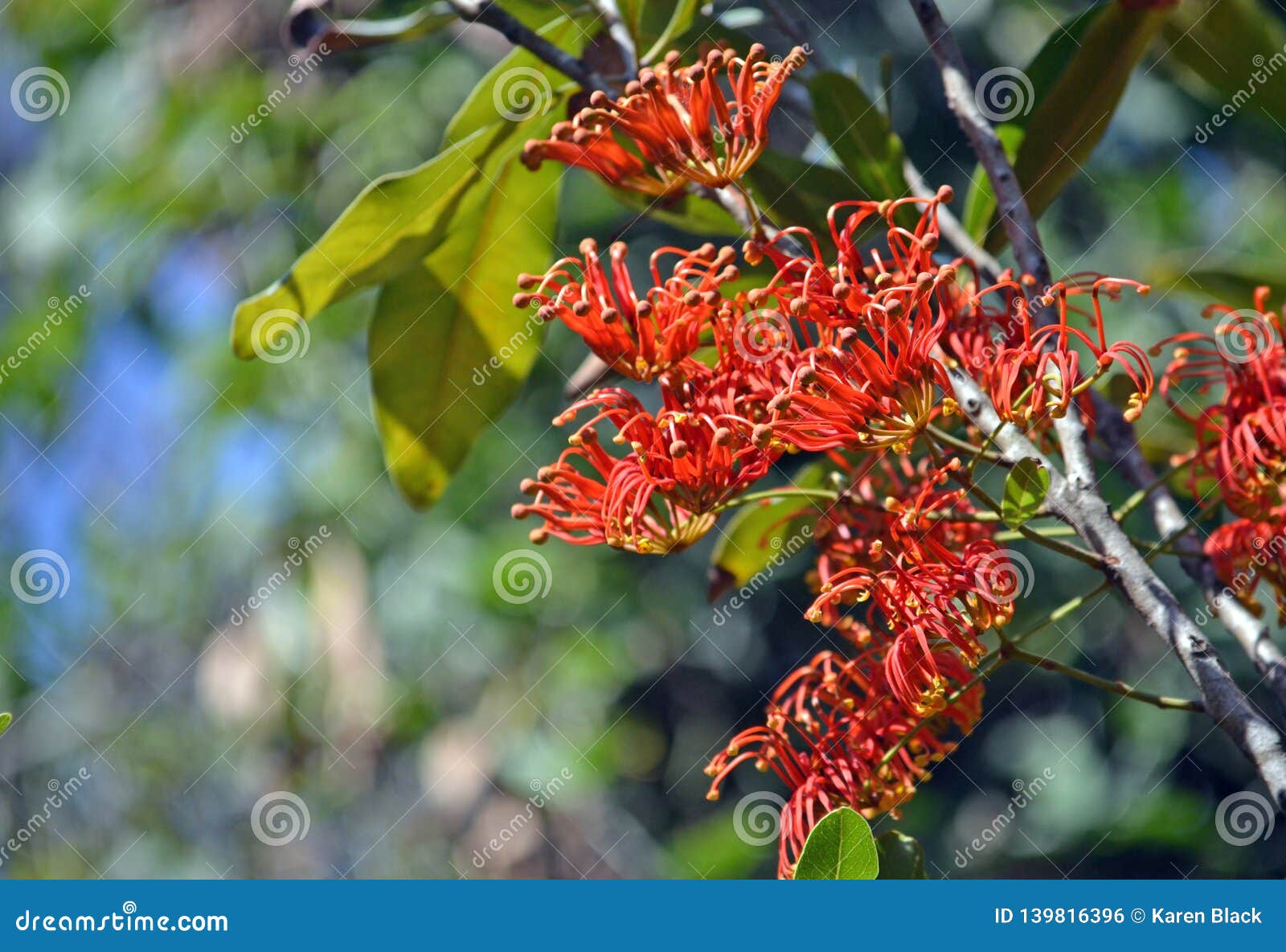  Orange  Flowers  Of The Australian  Native Firewheel Tree  