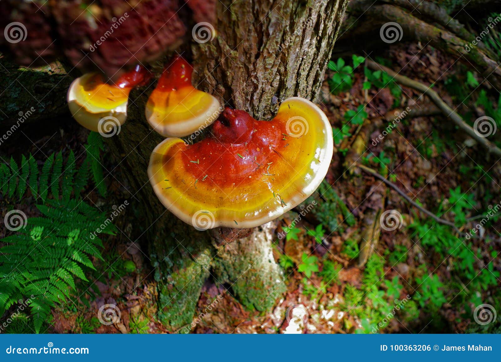 vibrant reishi mushroom in the forest