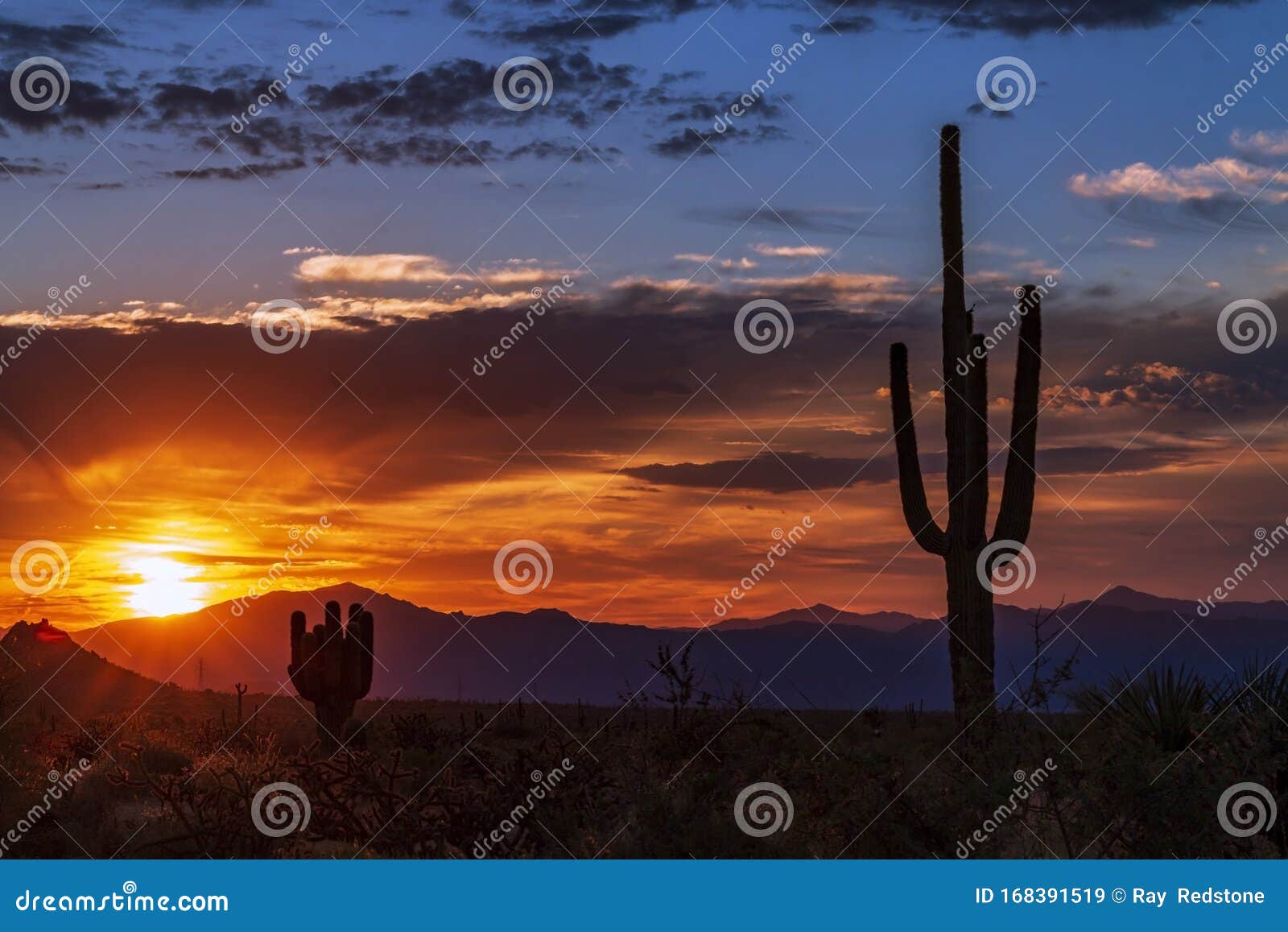 Silhouette of Cactus at Sunset Stock Image - Image of cloudscape ...