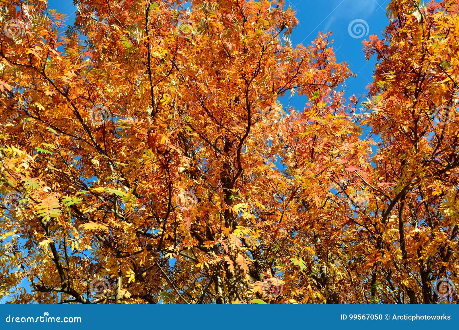 Vibrant Strong Colors on Rowan Tree in Autumn Stock Photo - Image of ...