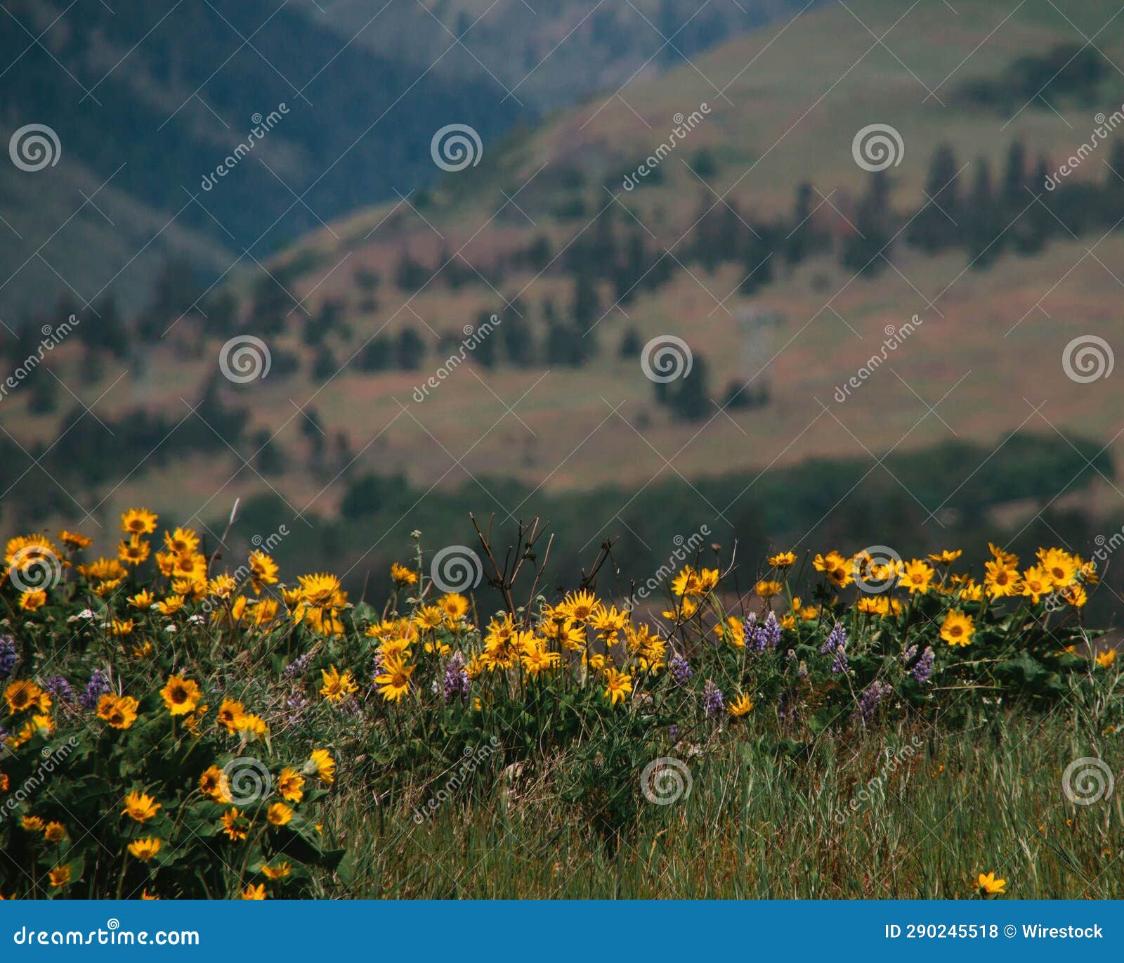 vibrant, sunny image of a field of blooming balsamoriza sagitta flowers
