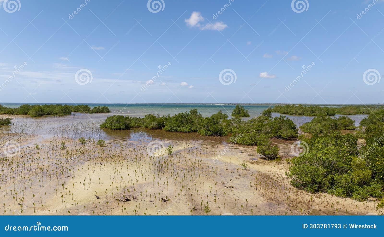 vibrant valley enveloped by trees in mangroove palma district in cabo delgado, mozambique