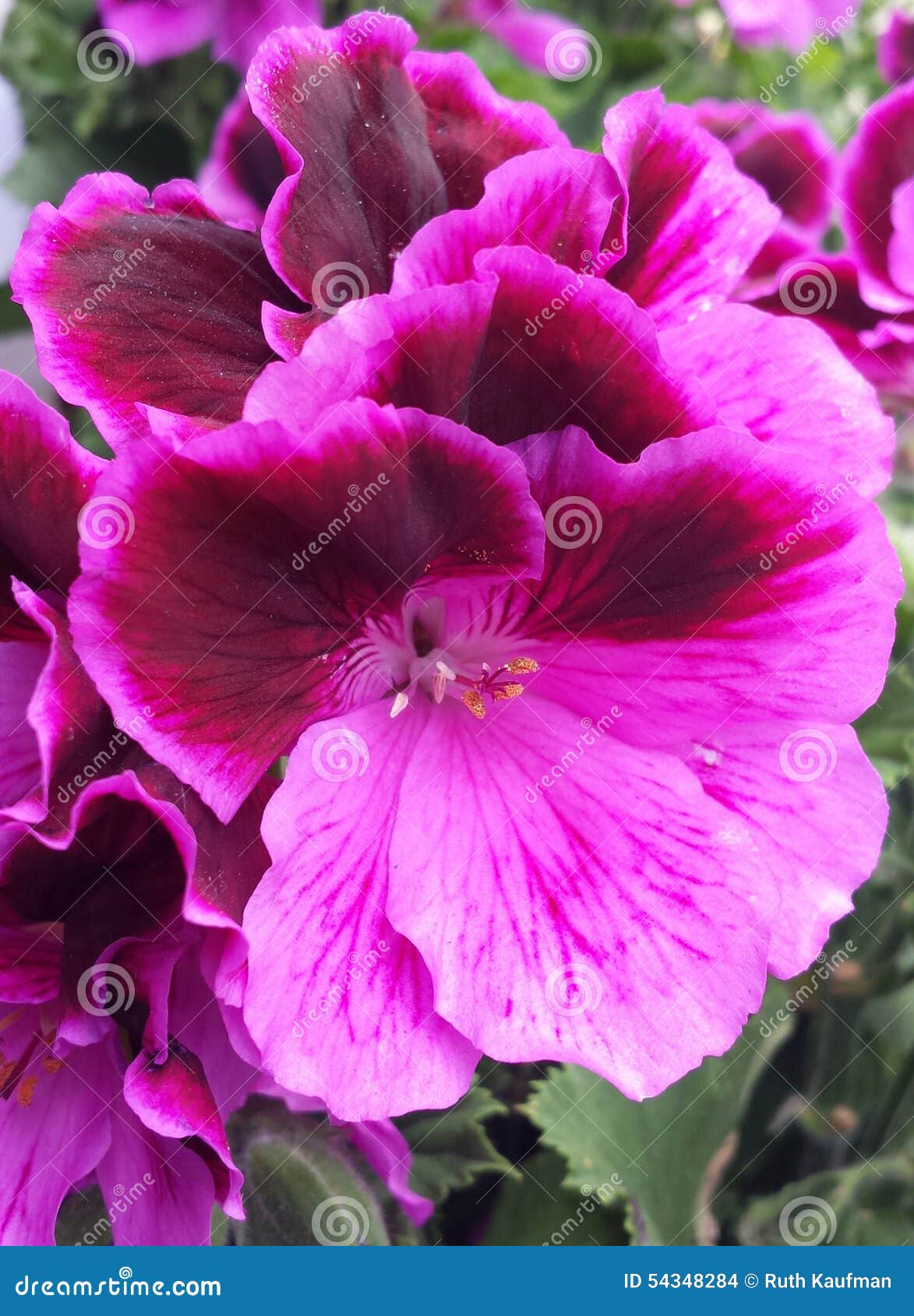 Vibrant, vivid flowers stock photo. Image of tulips, spring 54348284