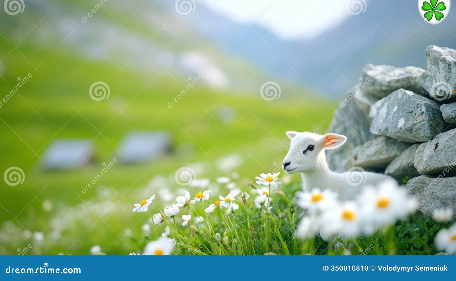 vibrant wildflowers flourish in a green meadow adorned with irish stone walls and shamrocks