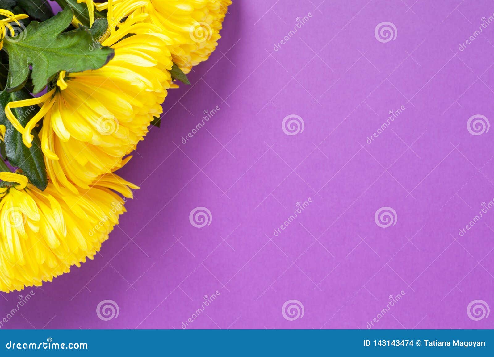 Bright Yellow Chrysanthemums On Purple Background. Flat Lay. Horizontal ...