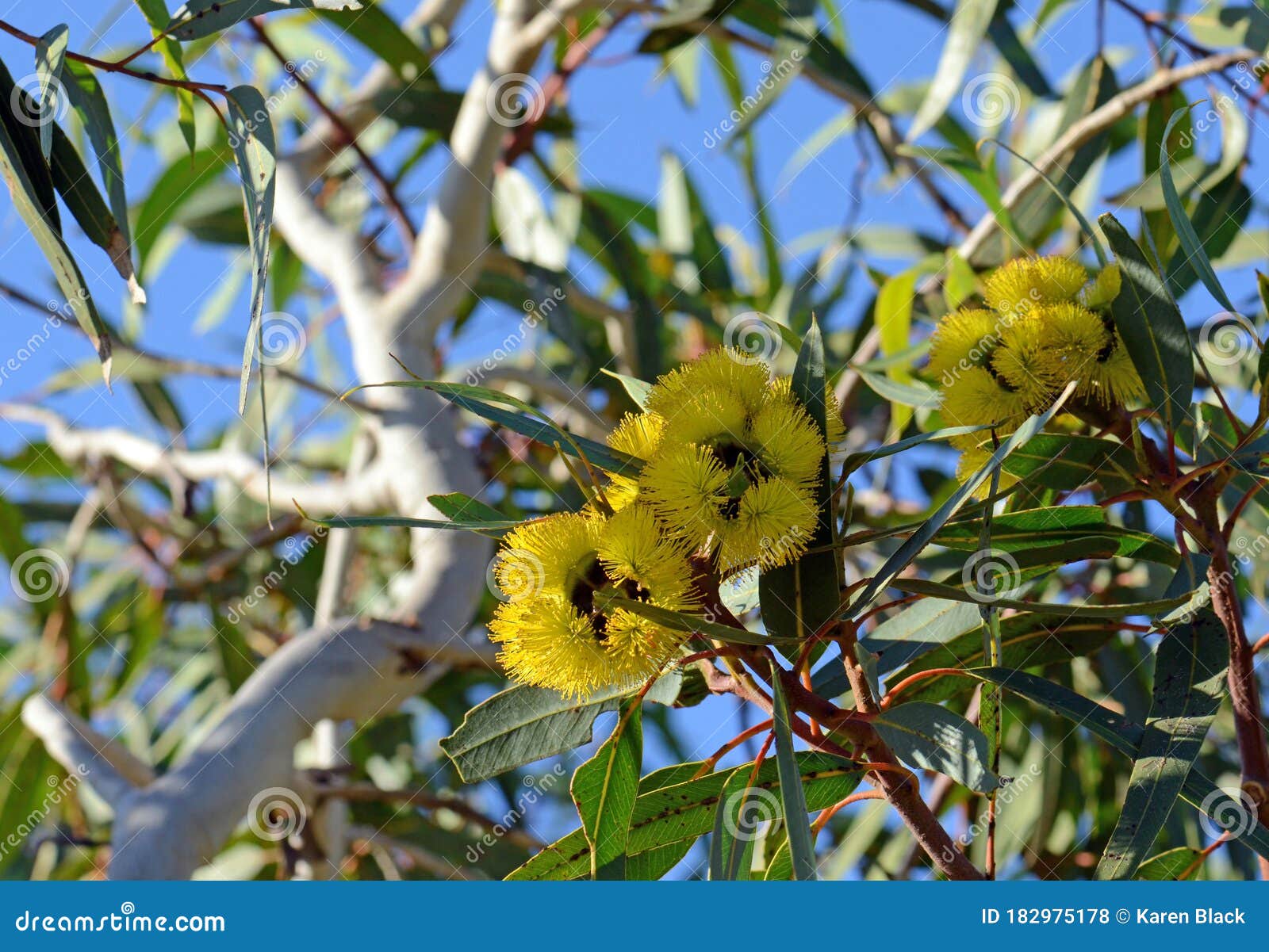 vibrant yellow flowers of the mallee gum tree eucalyptus erythrocorys