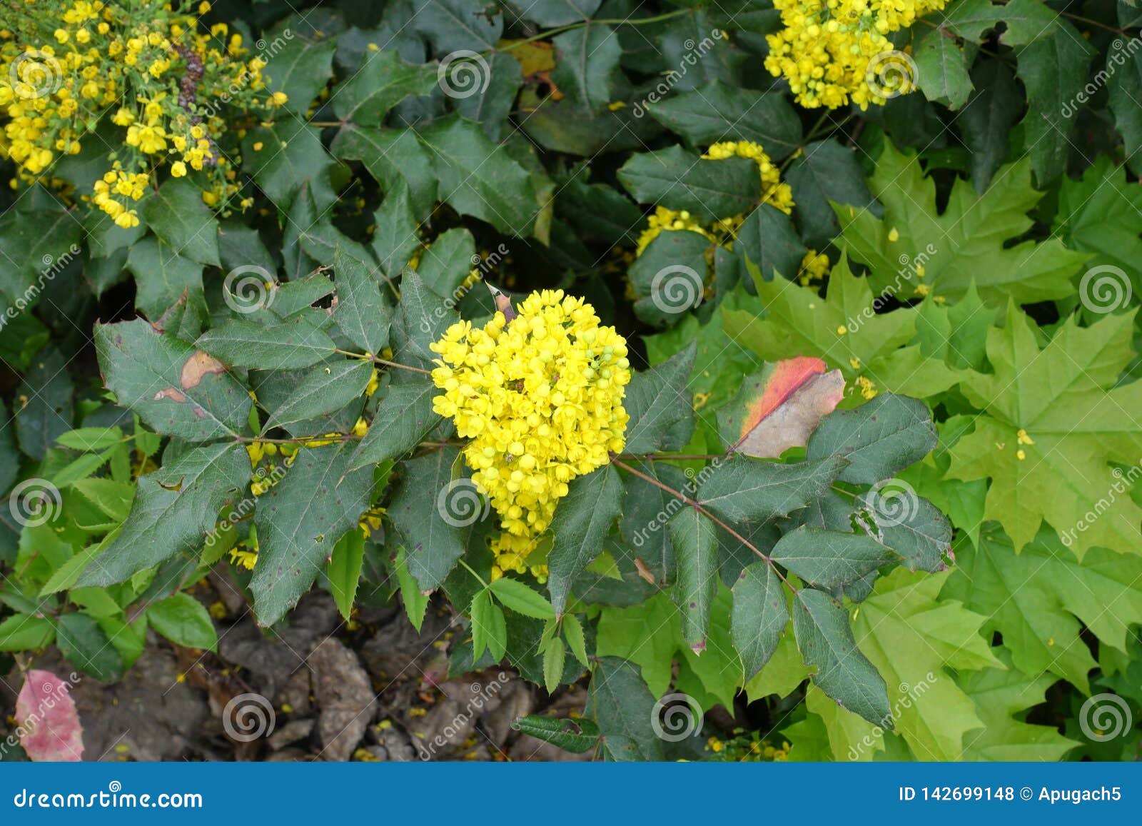 Vibrant Yellow Flowers of Oregon Grape Stock Photo Image of foliage
