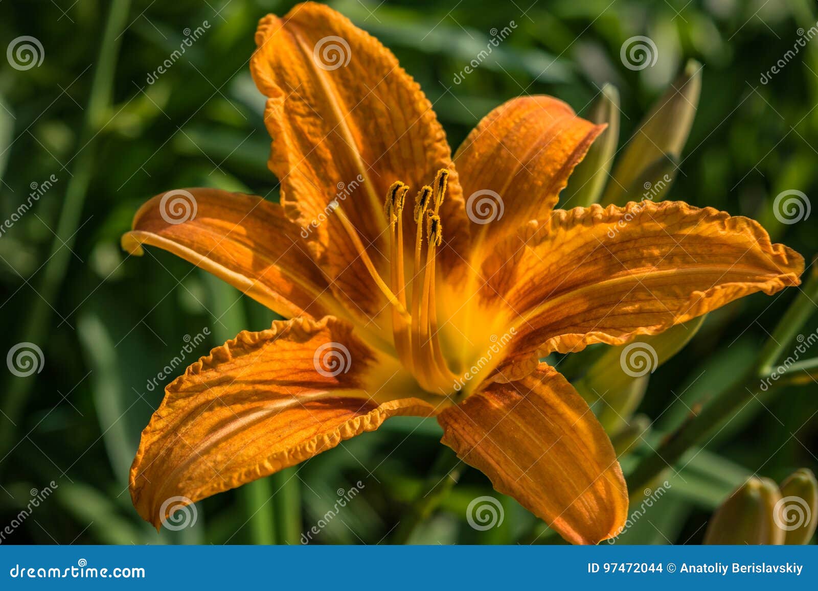 Vibrant yellow lilies. stock photo. Image of background - 97472044