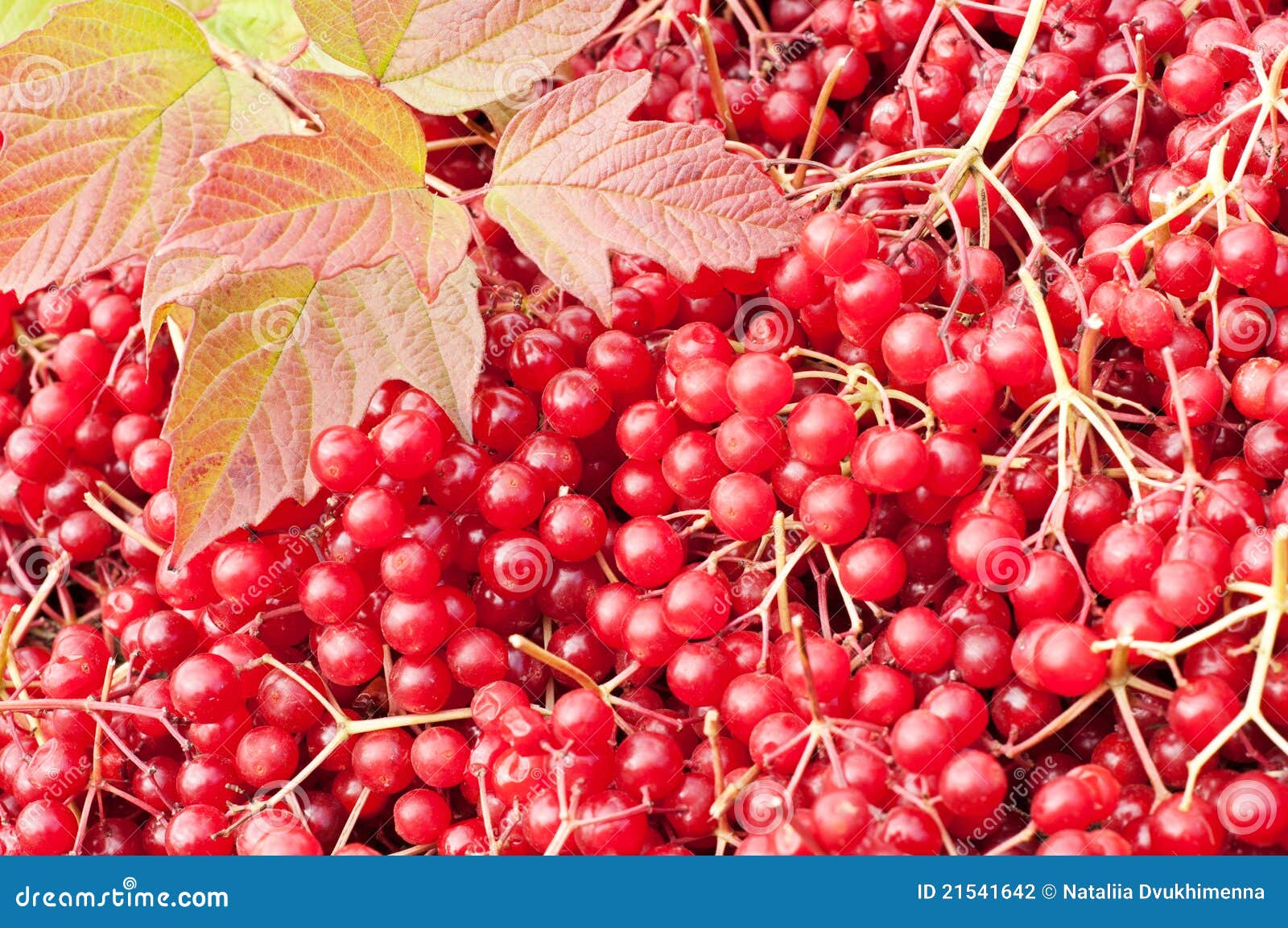 Viburnum Berries Background Stock Photo Image of leaves, bright 21541642