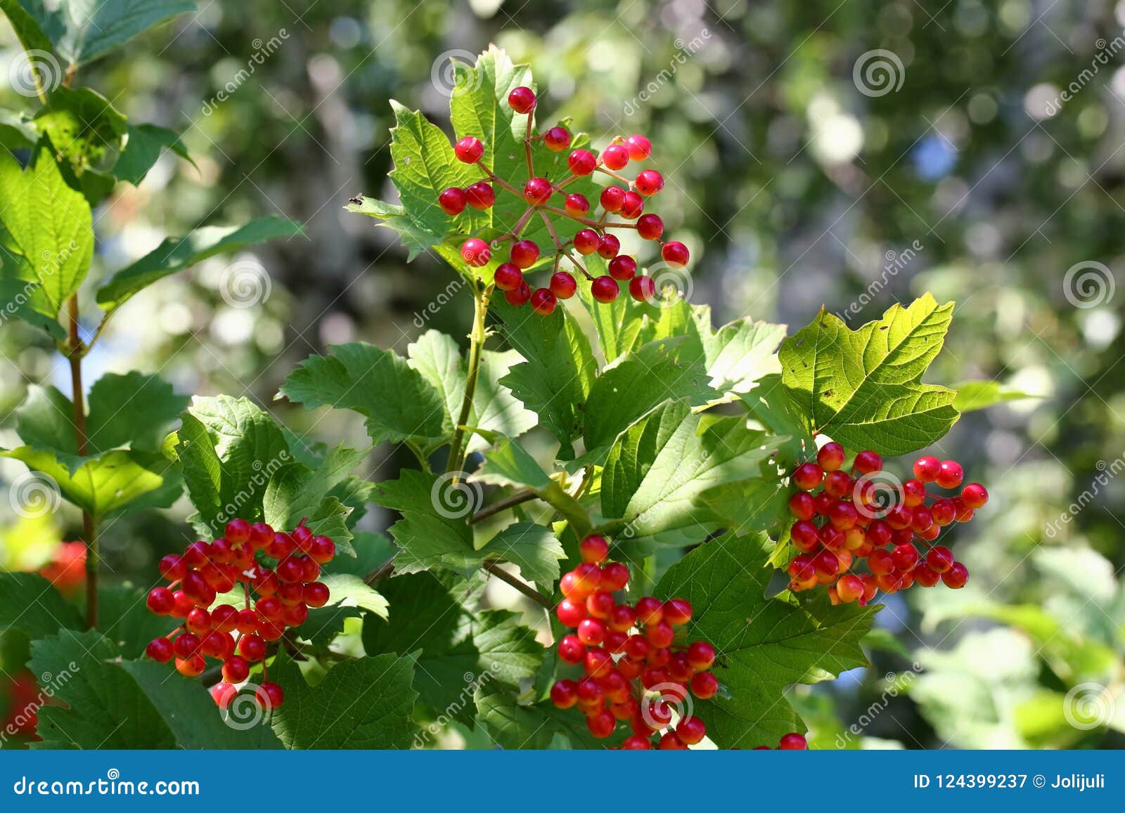 Viburnum berries stock image. Image of berry, blue, garden 124399237