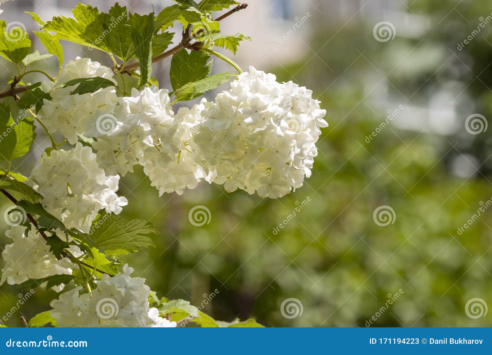 Viburnum Opulus - Bola De Nieve Blanca Como Flores Imagen de archivo - Imagen de arbusto, popular: 171194223 Viburnum Opulus - Bola De Nieve Blanca Como Flores Imagen de archivo - Imagen de arbusto, popular: 171194223