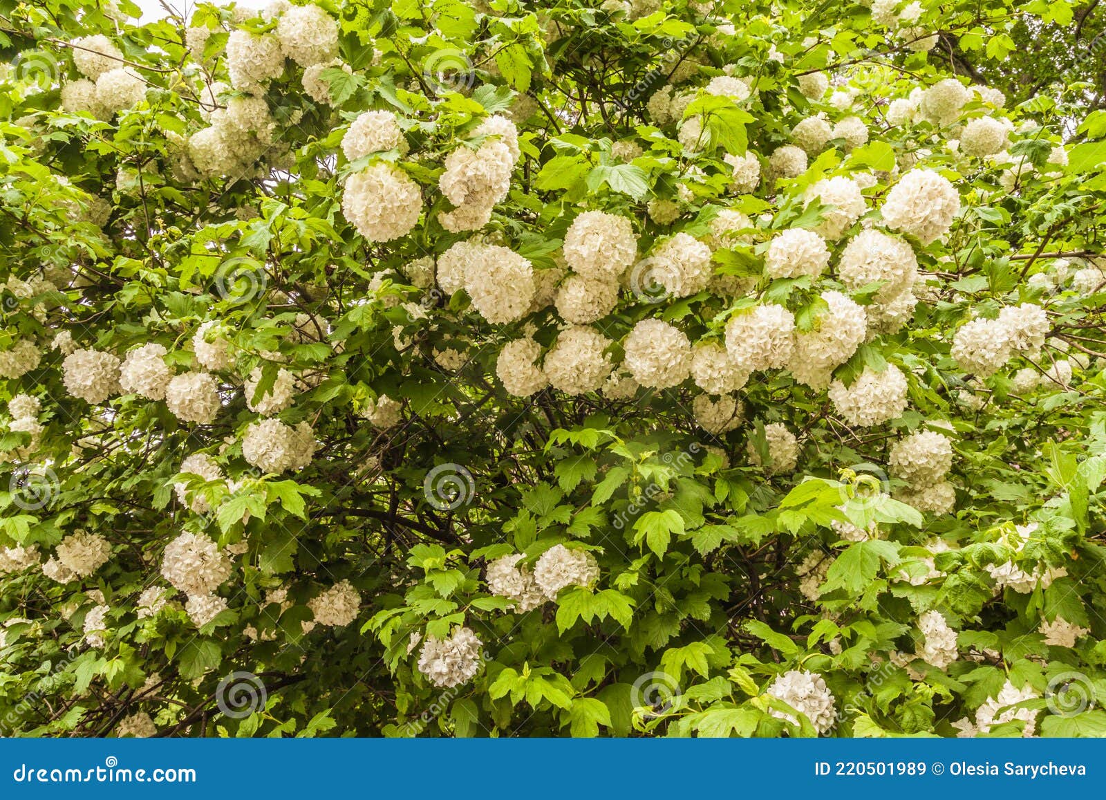 Viburnum Opulus `Roseum` in Garden on Spring Stock Image Image of bush, breed 220501989