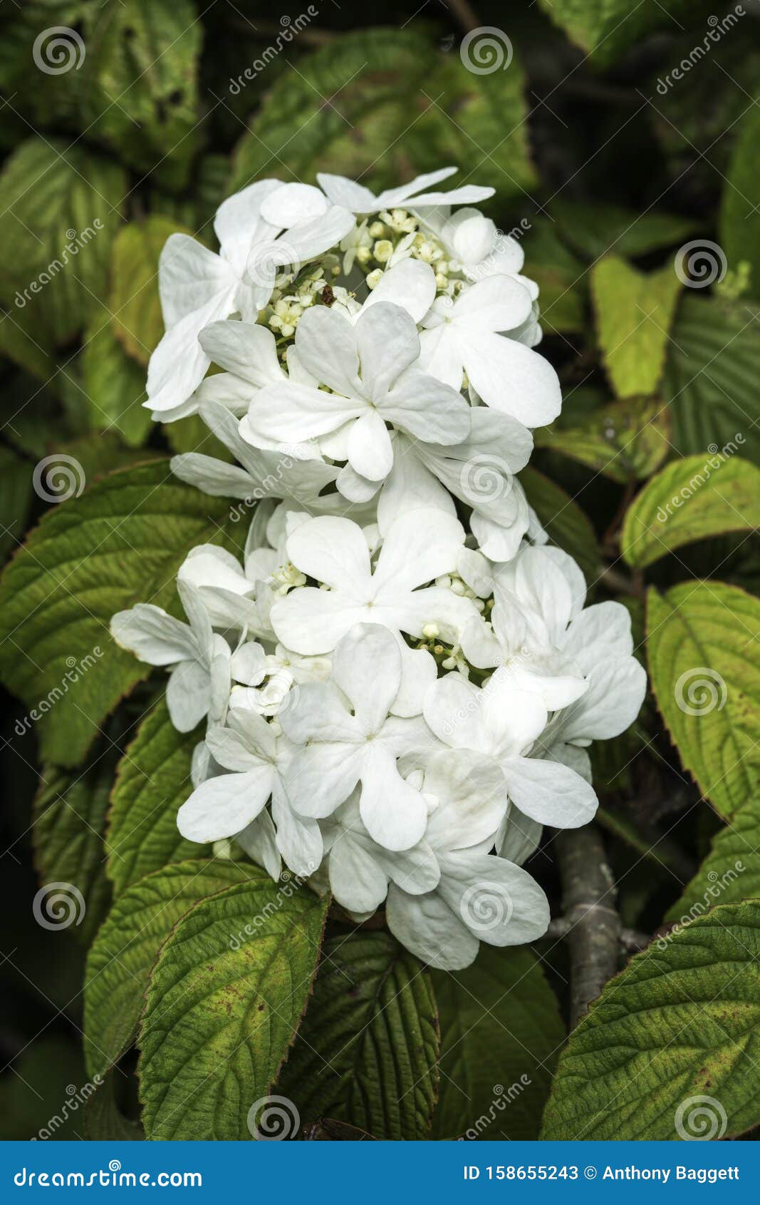 viburnum plicatum forma tomentosum `shasta`