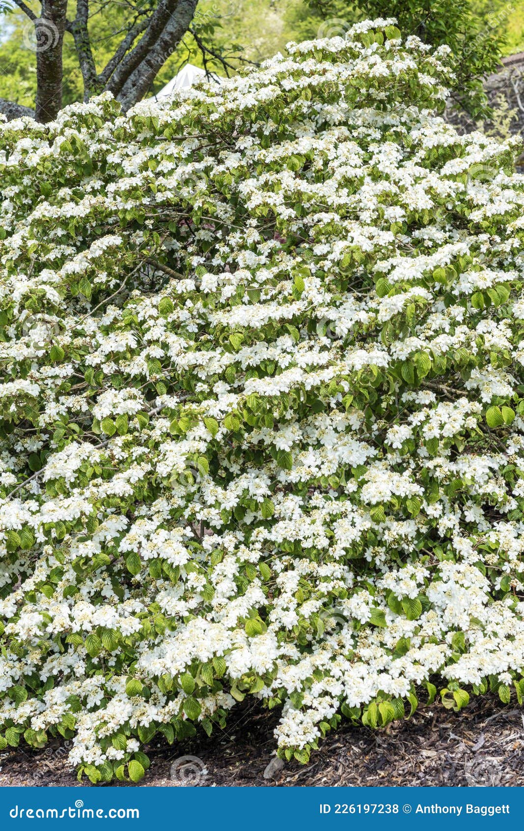 viburnum plicatum forma tomentosum `shasta`