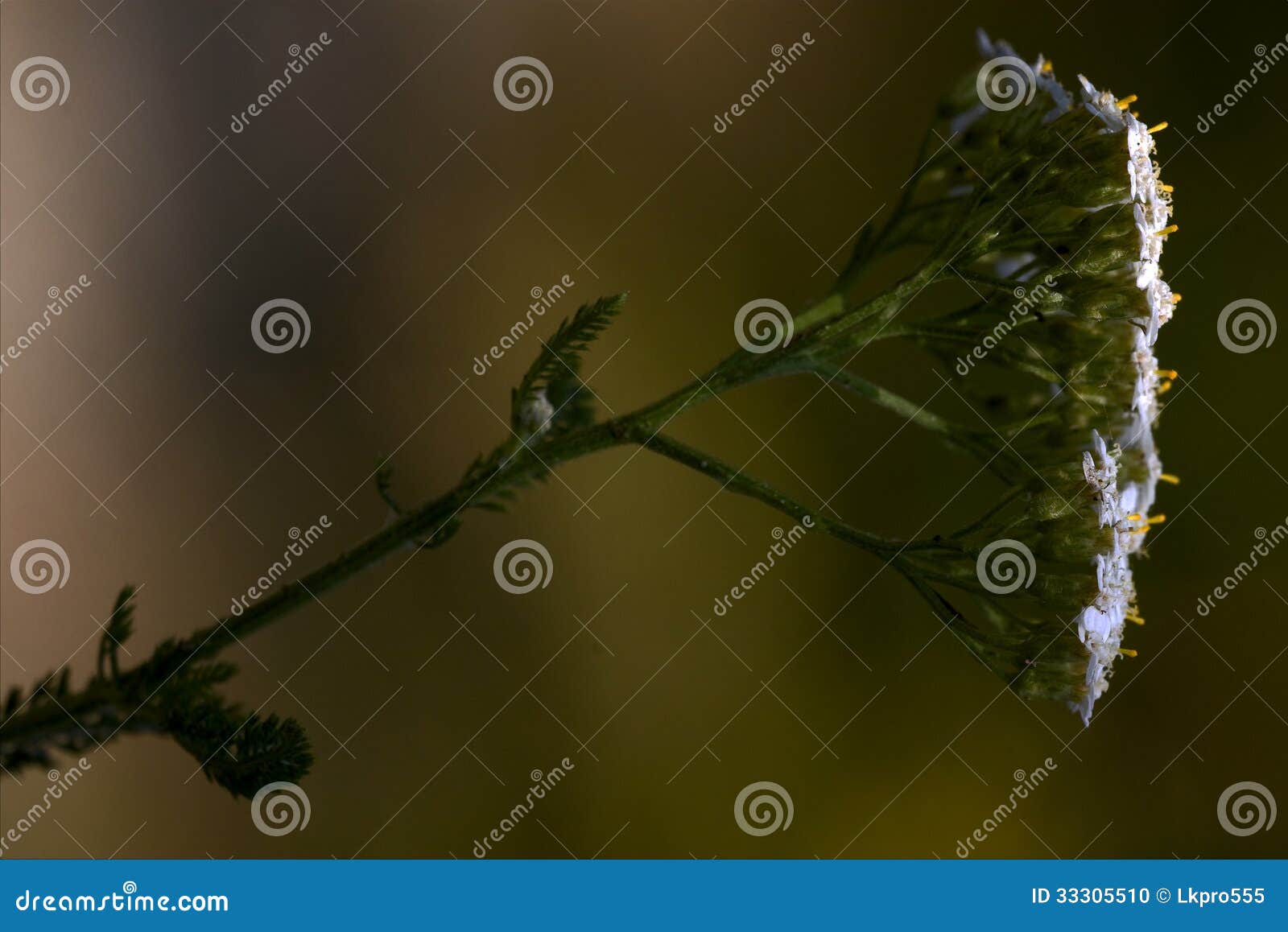 viburnum sambucus nigra