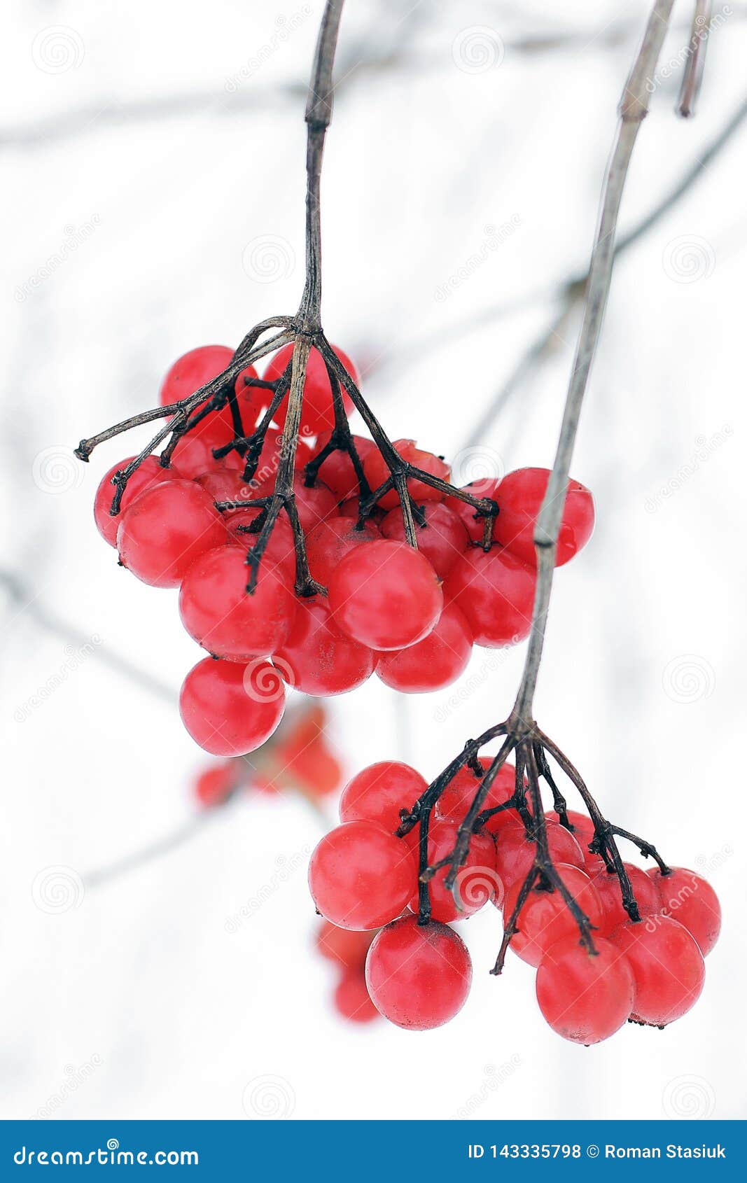 Viburnum in the Snow. Beautiful Winter Stock Photo Image of country