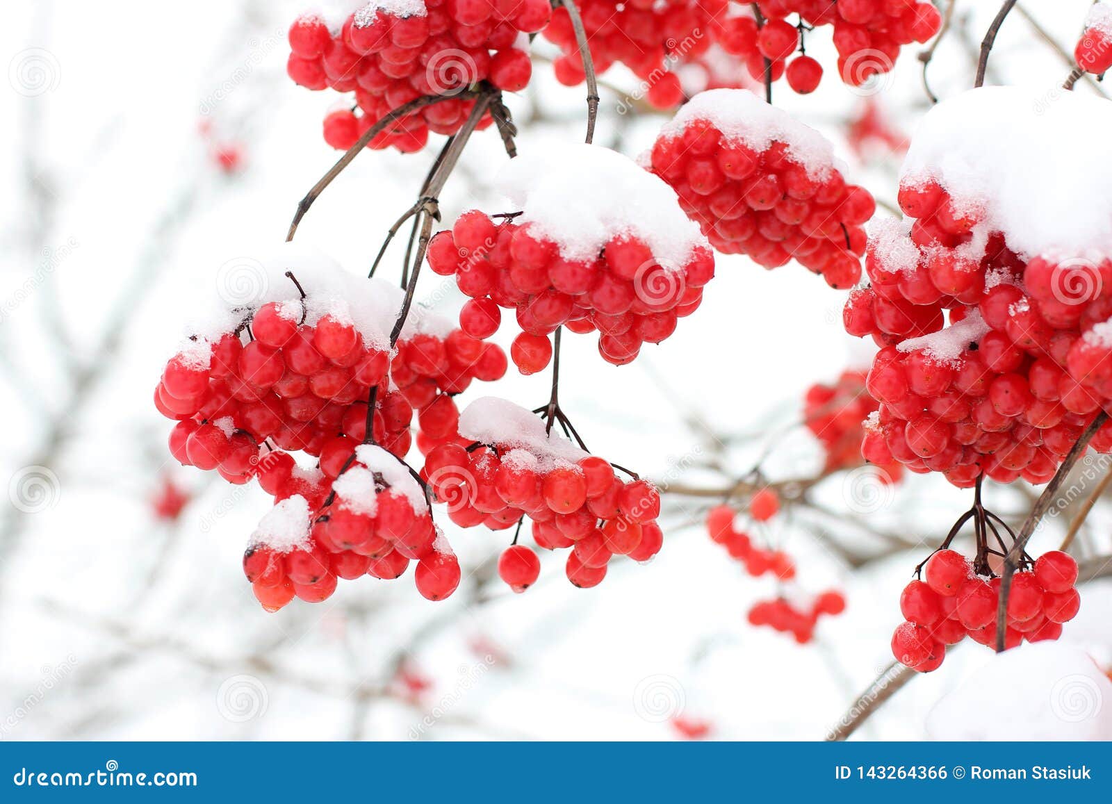 Viburnum in the Snow. First Snow. Stock Photo Image of grow, farm