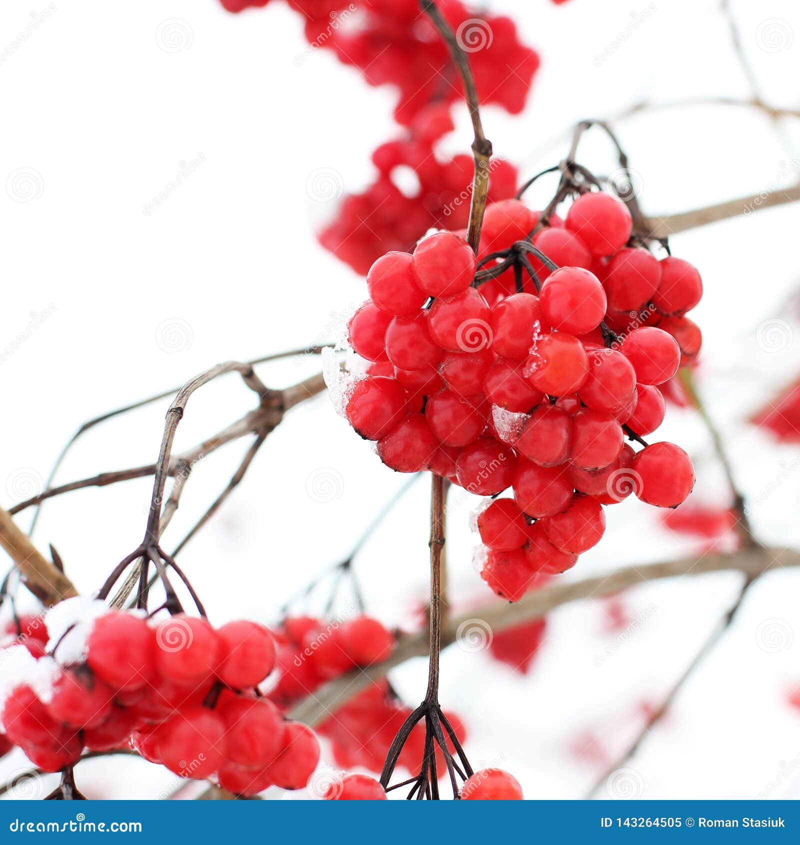 Viburnum in the Snow. First Snow. Stock Image Image of berry, farm